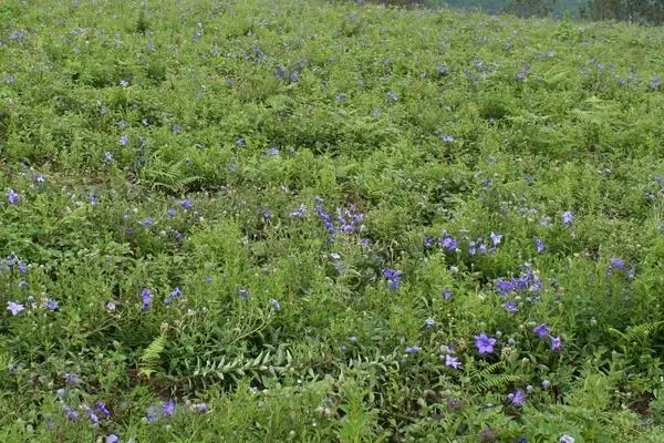 目前市场前景较好的5种药材种植项目，市场需求量大，利润高