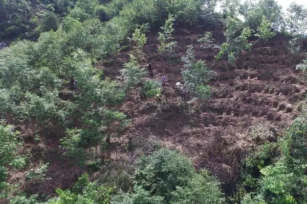 致富药材种植基地地址_种植什么药材致富_药材种植业致富项目