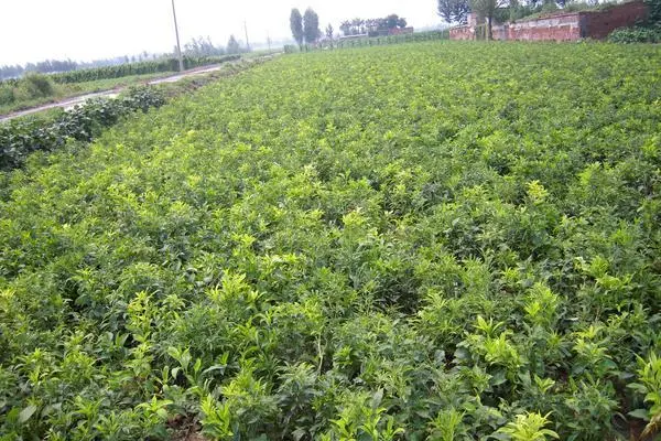 药材种植业致富项目_种植什么药材致富_致富药材种植基地地址