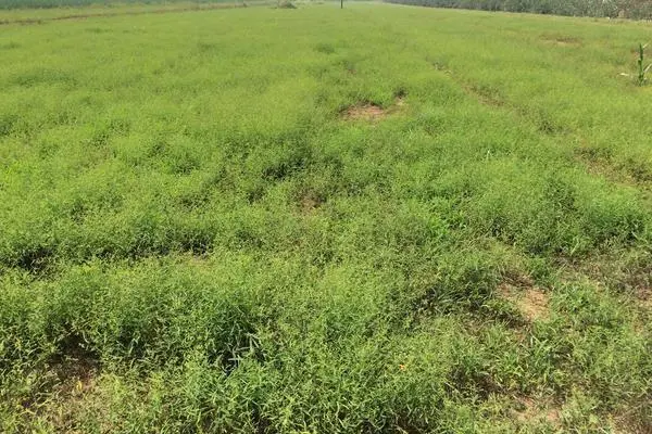 药材种植业致富项目_致富药材种植基地地址_种植什么药材致富