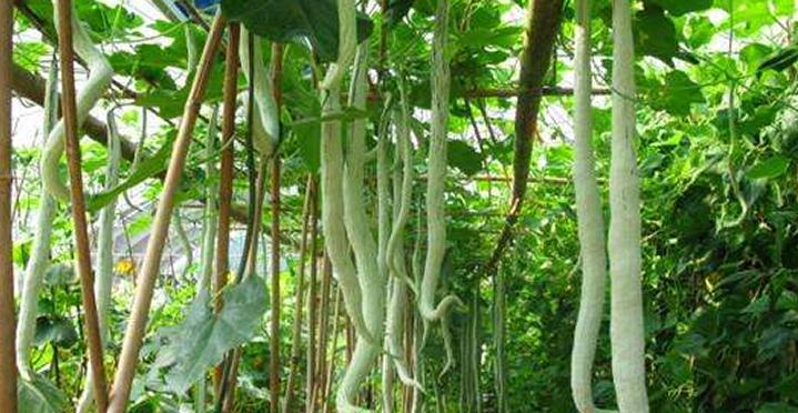 致富果树种植项目有哪些_致富果树种植项目介绍_种植果树致富项目