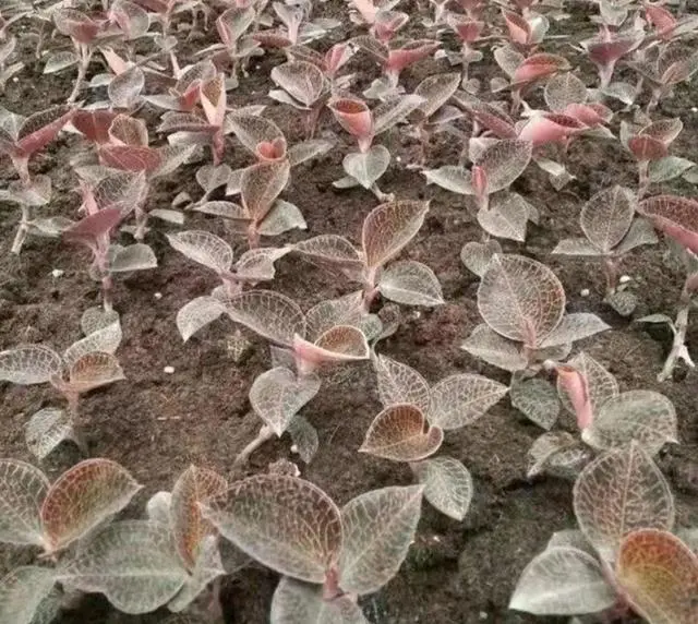 致富药材种植基地在哪_药材种植致富项目_种植什么药材致富
