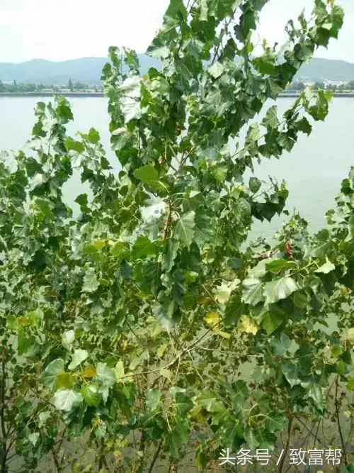 致富果树种植项目有哪些_农村种植果树致富好项目_种植果树致富项目