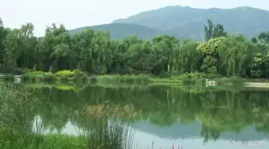 种植果树致富项目_致富果树种植项目有哪些_农村种植果树致富好项目