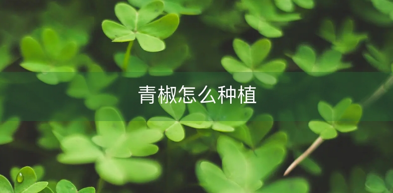 青椒苗的种植技术_青椒苗的种植技术敦_青椒育苗技术