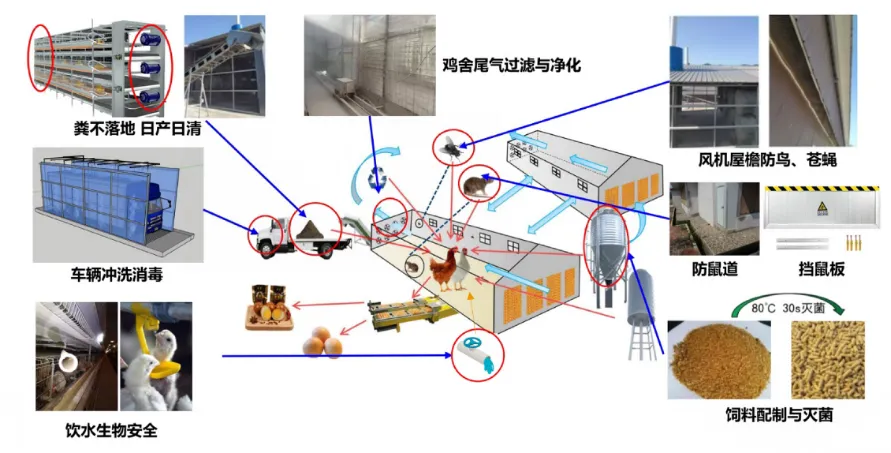 雏鹅育雏技术_小鹅养殖技术视频_育雏小鹅的养殖技术