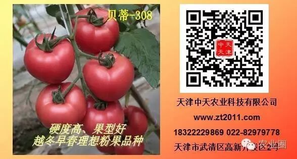 三农致富经大棚_致富经大棚种菜技术_大棚带动群众致富