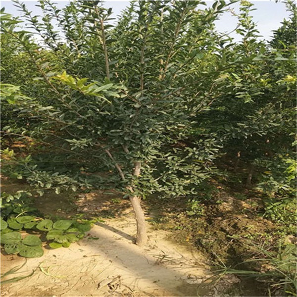 红玛瑙石榴树苗 低价出售红玛瑙石榴树苗