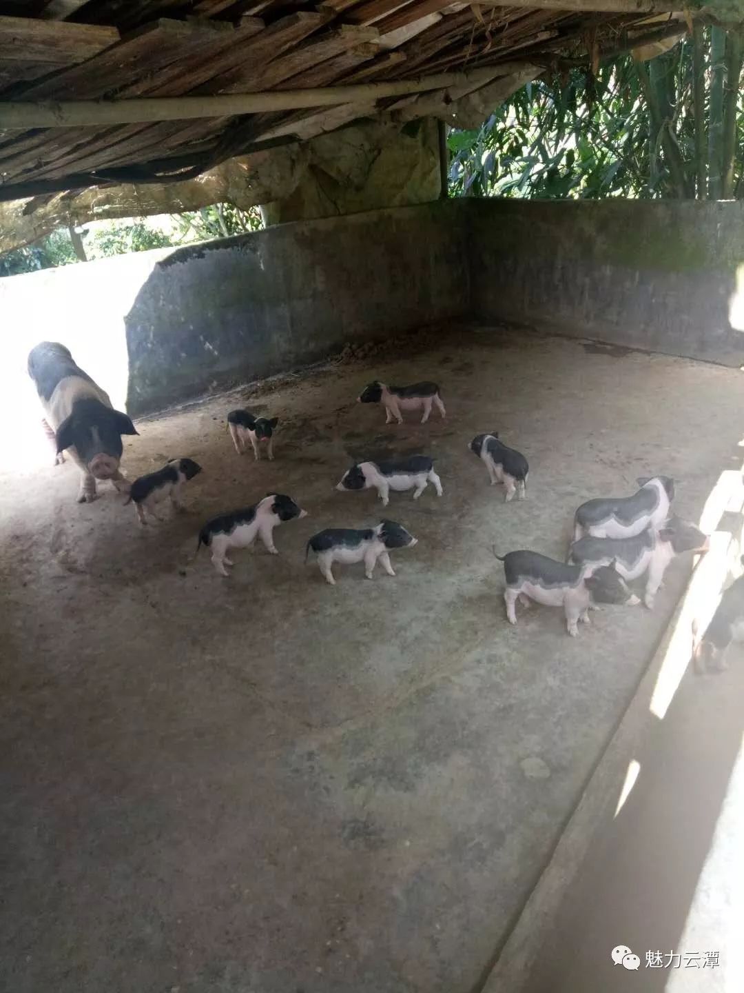 致富养殖模式有哪些_养殖致富的模式_致富养殖模式是什么