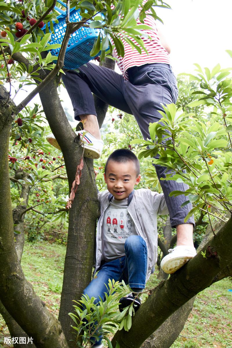 致富果树种植项目介绍_种植果树致富项目_果树种植致富经