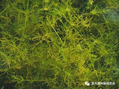 水面水芹菜种植技术_水芹水面种植技术视频_水面上怎么种水芹菜