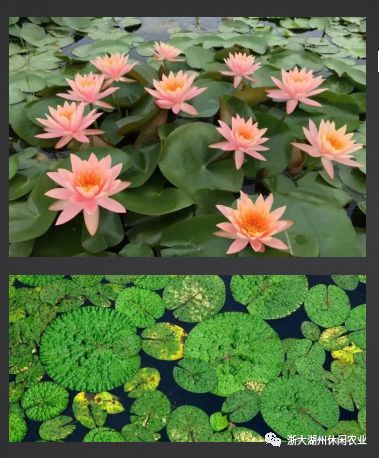 水面水芹菜种植技术_水芹水面种植技术视频_水面上怎么种水芹菜