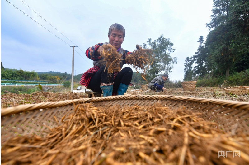种植致富瓜子图片_致富瓜子种植图片欣赏_致富经种瓜
