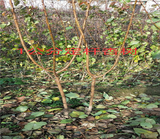 陕西宝鸡李子树格、新品种李子树育苗基地