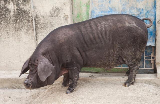 中国十大品种黑猪，肉质口感绝佳，美国人吃了都赞不绝口