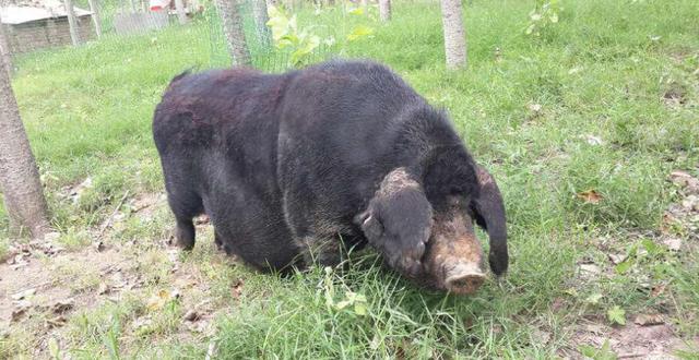 中国十大品种黑猪，肉质口感绝佳，美国人吃了都赞不绝口