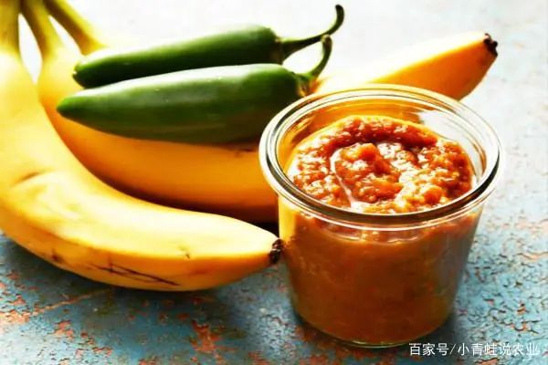 香蕉种植致富的人_香蕉致富种植人员名单_香蕉种植收益