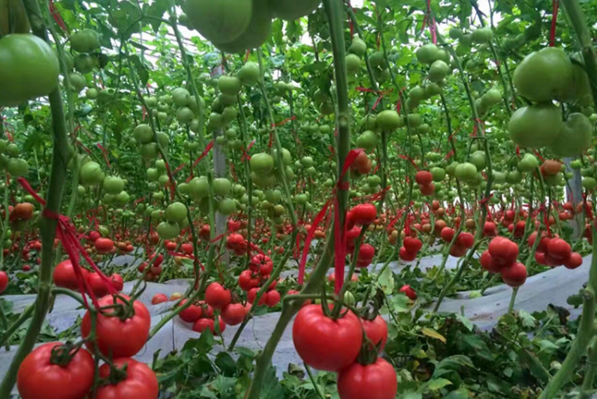致富经种植蔬菜视频_种植蔬菜的视频_种菜致富案例