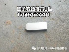 致富蝎子养殖视频_致富经蝎子养殖技术视频_致富蝎子养殖