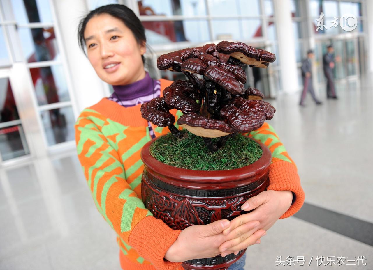 致富经蛆养鸡视频_养蛆虫致富视频_育蛆养鸡