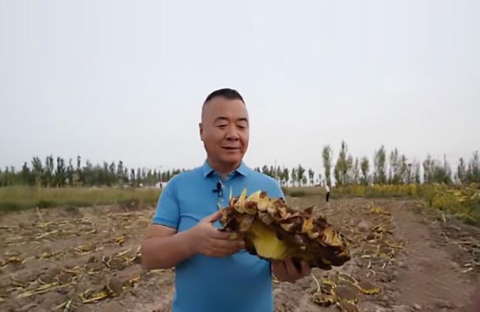 致富经种植蔬菜视频_农村种植蔬菜致富方案_种菜视频致富经