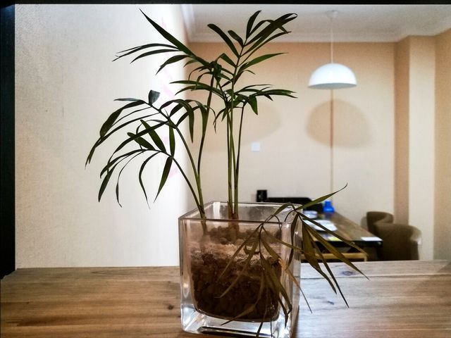 养殖铜钱草的功效与作用_铜钱草养殖致富_铜钱草养殖技术