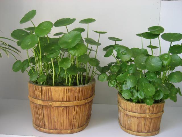 铜钱草养殖技术_养殖铜钱草的功效与作用_铜钱草养殖致富