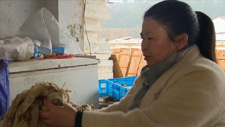 养殖致富经_养殖致富视频_蛇养殖致富案例