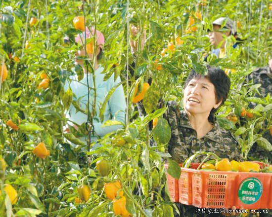 荷兰12号土豆病虫害防治