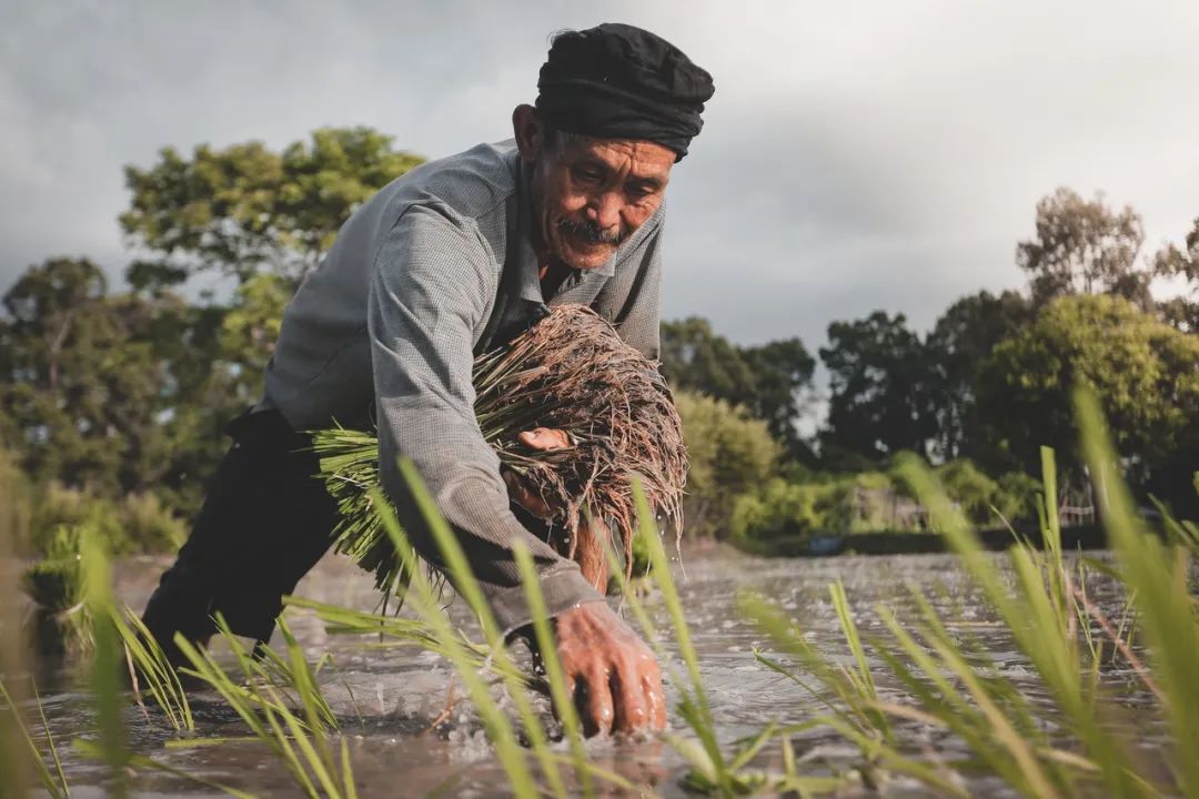 山西高粱种植面积_隰县种植高粱致富_高粱种植基地