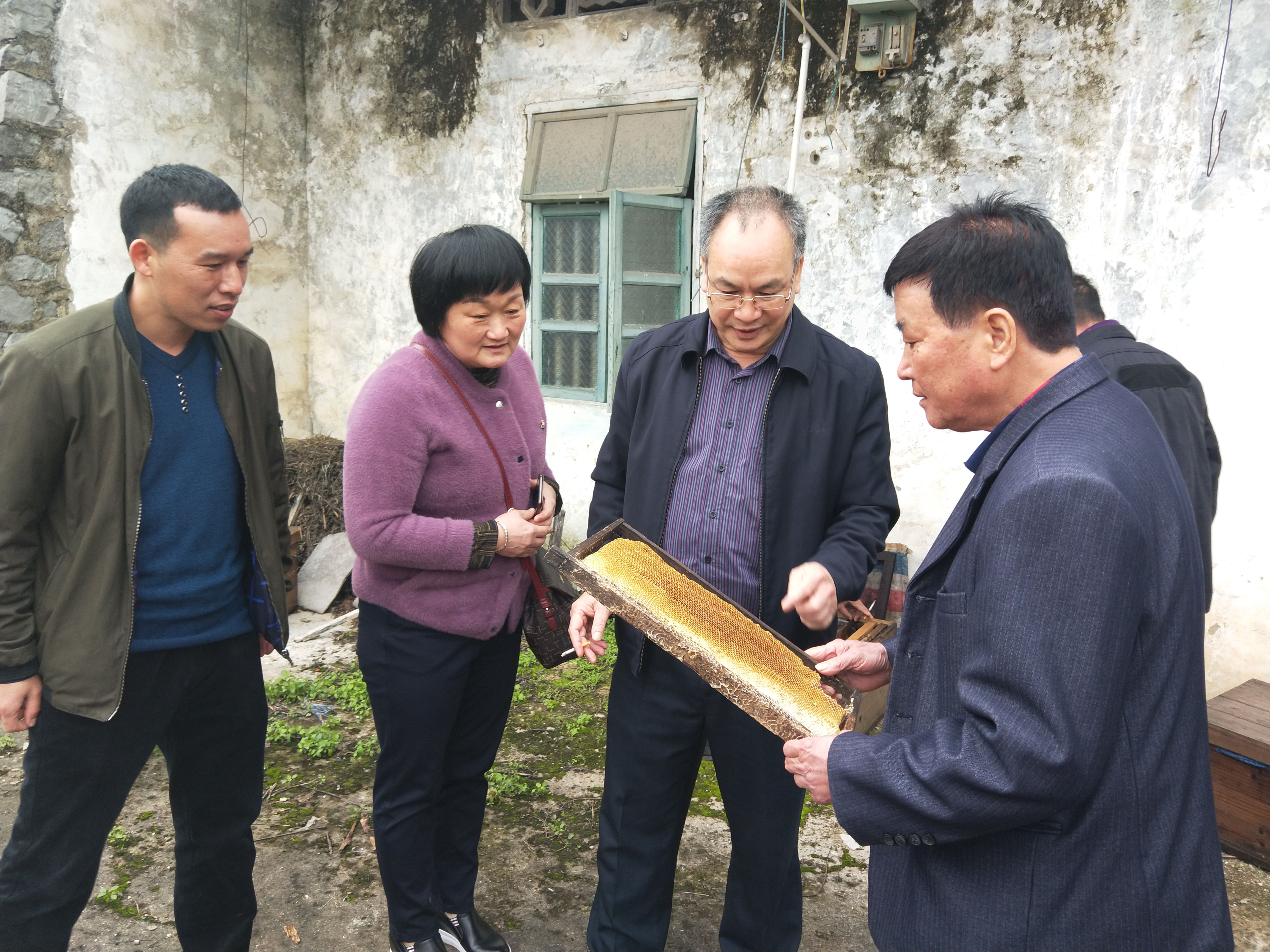 养殖中华蜜蜂技术视频全集_致富经养殖中华蜜蜂_中华蜜蜂养殖入门实用技术