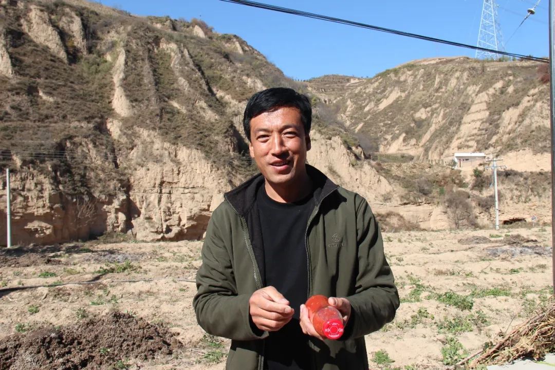 山西高粱种植_高粱种植基地_隰县种植高粱致富