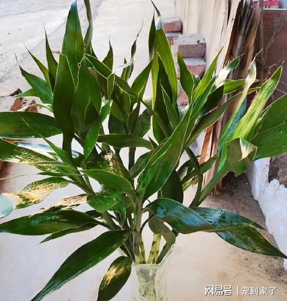 养殖铜钱草的功效与作用_铜钱草养殖致富_养殖铜钱草茂盛的技巧