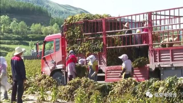 致富黄瓜种植视频_种植黄瓜挣钱吗_致富经种植黄瓜