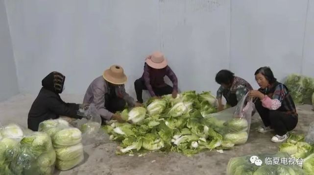 致富黄瓜种植视频_致富经种植黄瓜_种植黄瓜挣钱吗