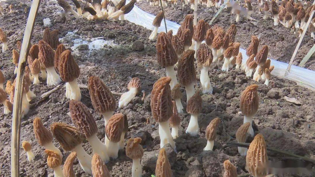火龙珠种植一亩收益_致富种植火龙珠视频_火龙珠种植致富
