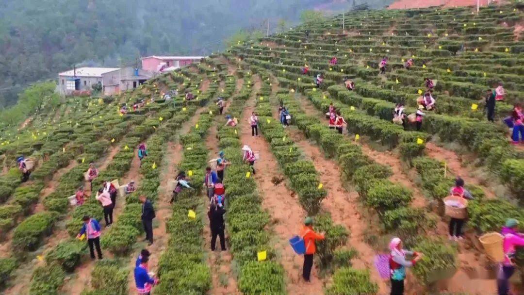 火龙珠种植一亩收益_火龙珠种植致富_致富种植火龙珠视频