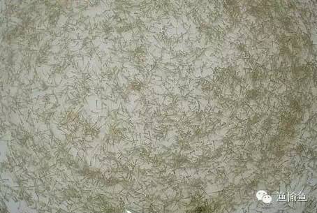 如何养殖红线虫视频_红线虫怎么养活_红线虫养殖技术视频