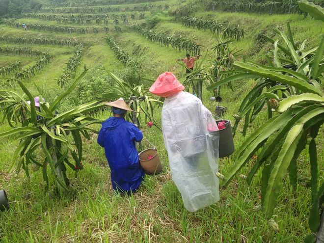 致富种植火龙珠怎么样_火龙珠种植致富_火龙珠种植技术
