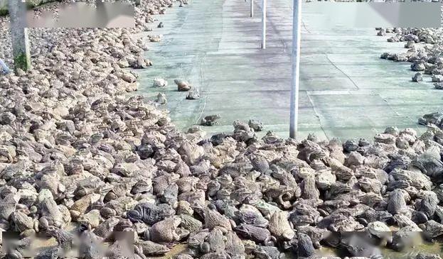 农村养殖林蛙技术视频_林蛙养殖技术大全视频_视频养殖农村技术林蛙教程