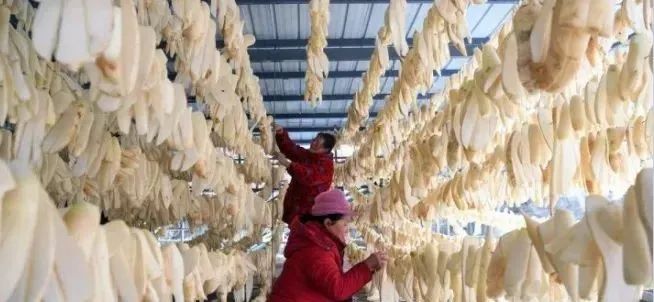 养殖鲫鱼赚钱吗_致富养殖鲫鱼视频_养殖鲫鱼致富