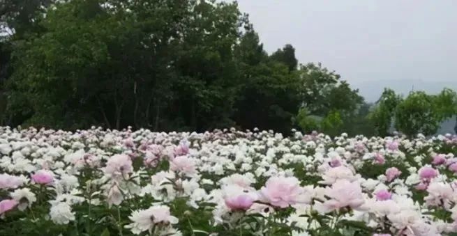 养殖鲫鱼赚钱吗_致富养殖鲫鱼视频_养殖鲫鱼致富