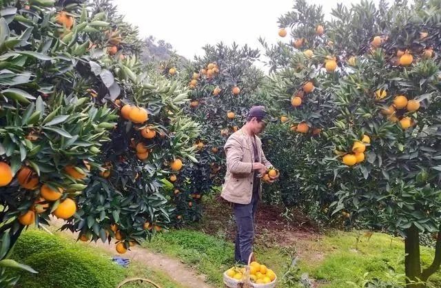 养殖鲫鱼致富_养殖鲫鱼赚钱吗_致富养殖鲫鱼视频
