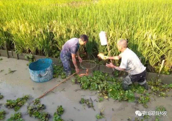 养殖鲫鱼赚钱吗_致富养殖鲫鱼视频_养殖鲫鱼致富