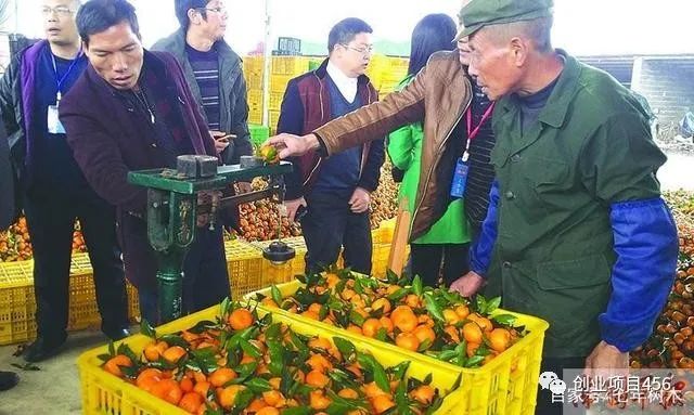致富养殖鲫鱼视频_养殖鲫鱼致富_养殖鲫鱼赚钱吗
