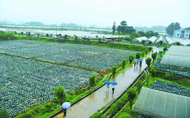 凤冈：蔬菜基地助农脱贫