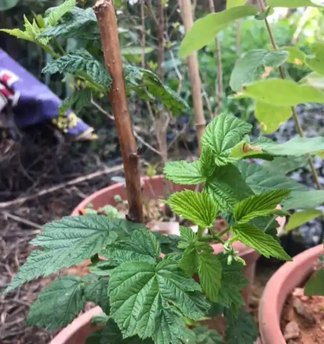 致富经养树莓_养殖树莓_种植树莓挣钱吗