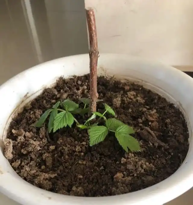 种植树莓挣钱吗_养殖树莓_致富经养树莓