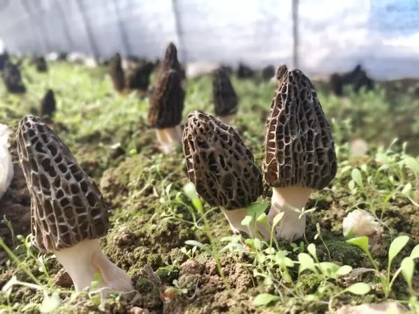 杞县：羊肚菌里的致富经