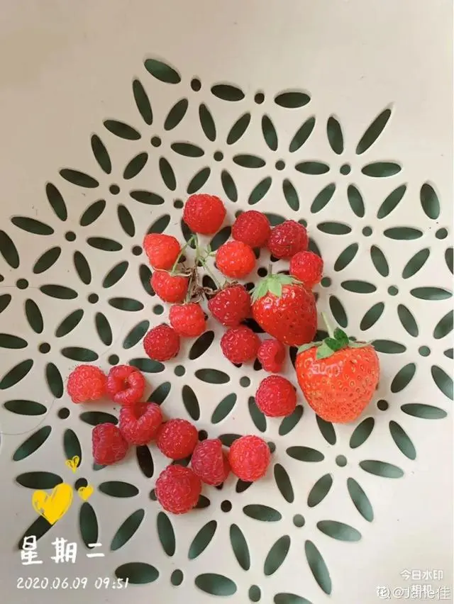 致富经养树莓_致富经树莓种植视频_种植树莓挣钱吗